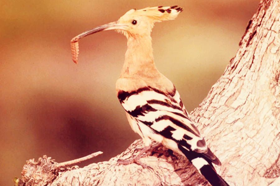 El almendro y la abubilla